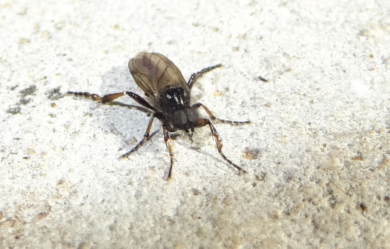 Bibio sp. - Bibionidae